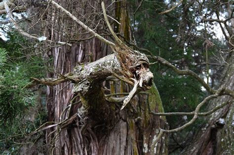 木 龍|高岡神社【岡山県】の龍が現れた場所はどこ？アクセ。